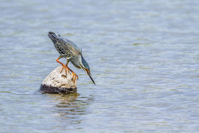 Bird perching on a lake