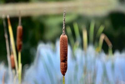 Close-up of flower plant hanging outdoors