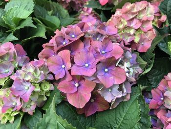 Close-up of pink hydrangea flowers