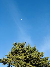 Low angle view of tree against blue sky