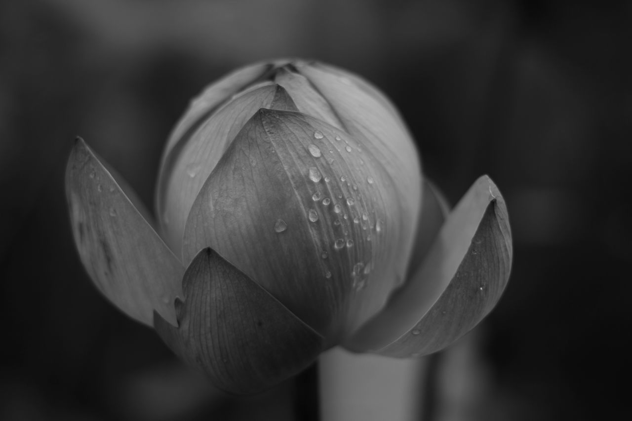 flower, freshness, petal, fragility, close-up, flower head, growth, single flower, beauty in nature, nature, focus on foreground, plant, drop, selective focus, blooming, water, wet, bud, in bloom, stem