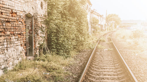 Railroad tracks amidst trees