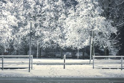 Trees on snow covered landscape