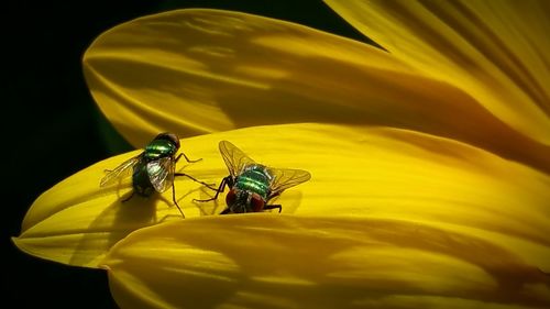 Close-up of insect on yellow flower