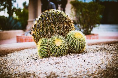 Close-up of succulent plant