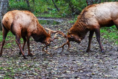 Horses standing in a field bull elk