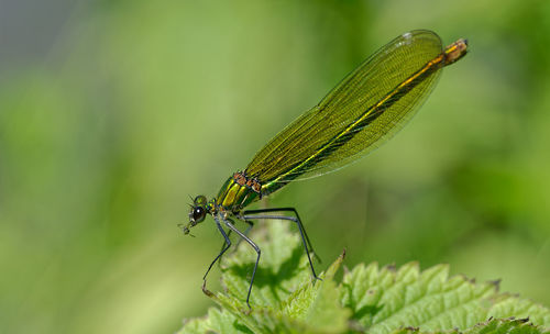 Damselflay on a leaf with prey