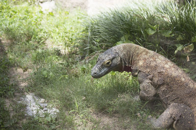 Side view of a reptile on field