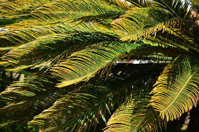 Close-up of palm tree leaves