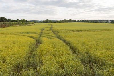 Scenic view of agricultural field against sky