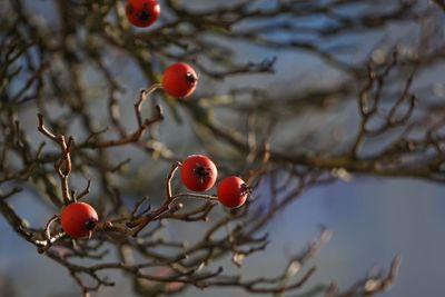 Close-up of red berries on tree