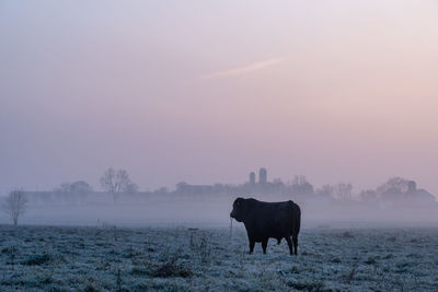 Cow standing in a field