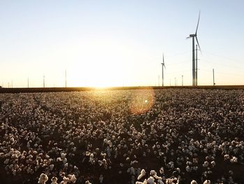 Flower on field against sky during sunset