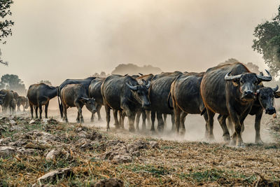 Horses in a field