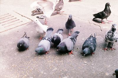 High angle view of pigeons on street