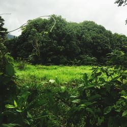 Plants and trees on field against sky