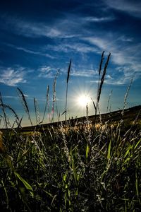 Scenic view of grassy field against sky