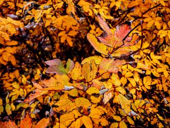 Close-up of maple leaves fallen on tree