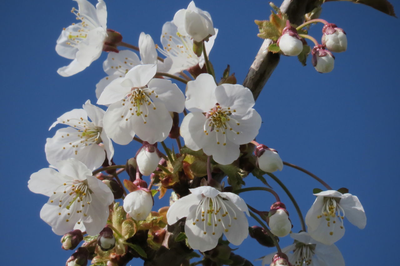 CLOSE-UP OF CHERRY BLOSSOMS AGAINST SKY