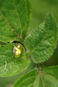 Close-up of insect on leaf