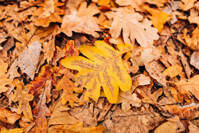 High angle view of maple leaves