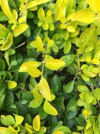 Close-up of yellow leaves