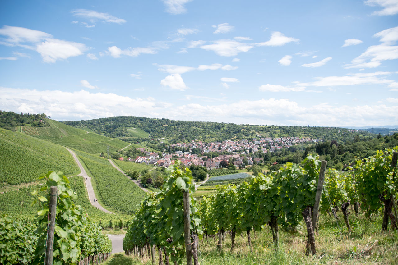 landscape, agriculture, plant, vineyard, field, environment, land, sky, rural scene, scenics - nature, nature, food and drink, crop, growth, cloud, food, wine, farm, grape, beauty in nature, fruit, alcohol, vine, green, flower, hill, drink, no people, refreshment, tree, in a row, healthy eating, outdoors, rural area, winemaking, day, plantation, freshness, tranquility, winery, valley, tranquil scene, architecture, sunlight, cultivated land, building