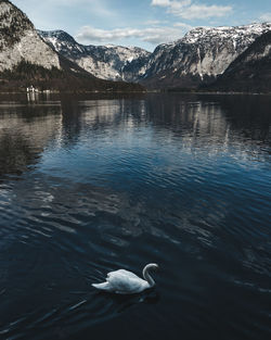 Swan swimming in lake