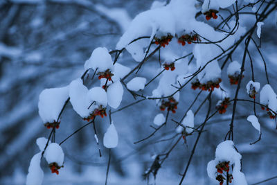 Low angle view of snow on plant during winter