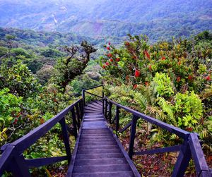 Footbridge amidst trees and plants