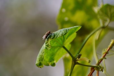 Close-up of insect on leaf