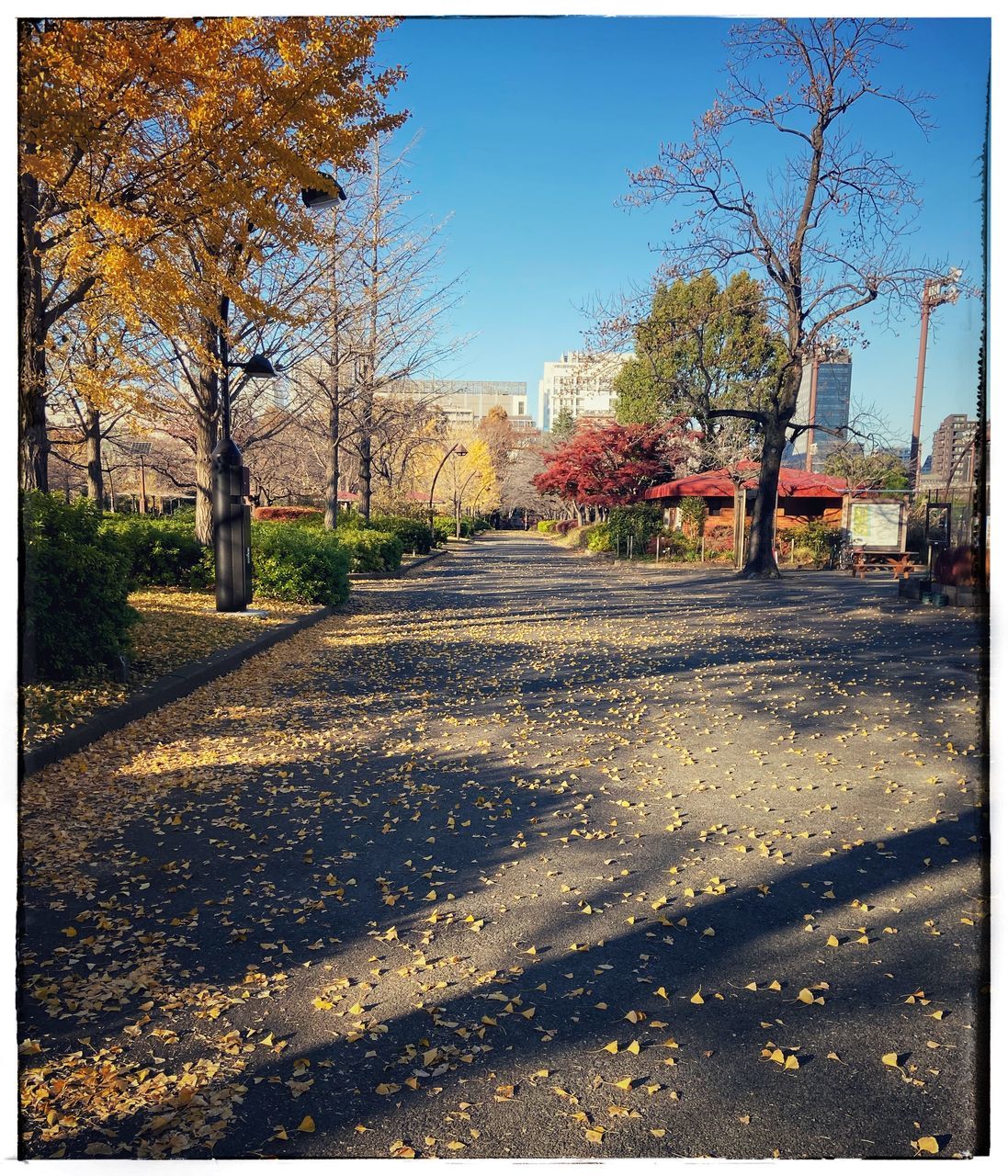 tree, plant, nature, road, autumn, transportation, no people, transfer print, auto post production filter, day, sky, city, street, sunlight, the way forward, outdoors, architecture, leaf, footpath, shadow, clear sky, beauty in nature, plant part, bare tree, tranquility, built structure