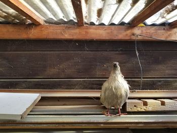 Close-up of bird perching on wood