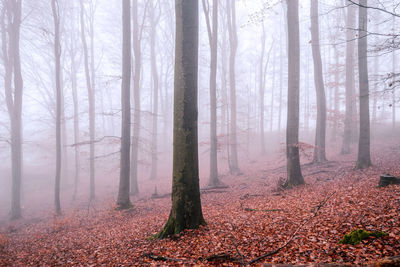 Trees in forest during autumn