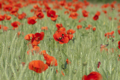 Close-up of red poppy flowers on field