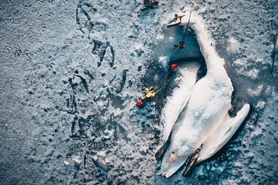 High angle view of fish swimming in sea