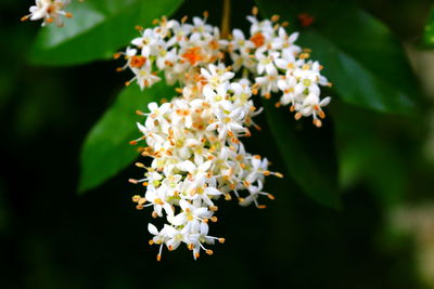 Close-up of white flowers blooming at park