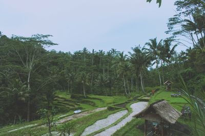 Panoramic view of trees on landscape against sky