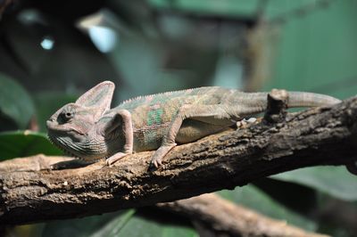 Close-up of lizard on tree