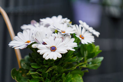 Close-up of white flowering plant