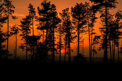 Silhouette of trees at sunset