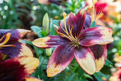 Close-up of pink lilies