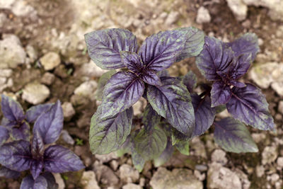 High angle view of purple flowering plant