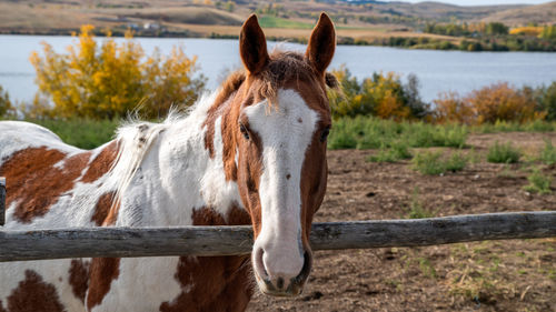 Close-up of a horse on field