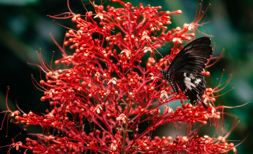 Close-up of butterfly pollinating on red flower