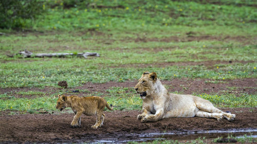 Lioness looking at cub on land