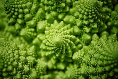 Close-up of green vegetable
