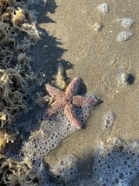 High angle view of crab on beach