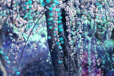 Close-up of flowering plant in forest