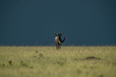 Blue wildebeest stands facing camera on horizon